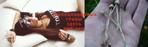 стаф Аркадак